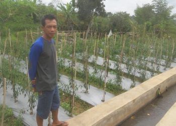 Cerita Petani soal Tengkulak Tembakau di Temanggung