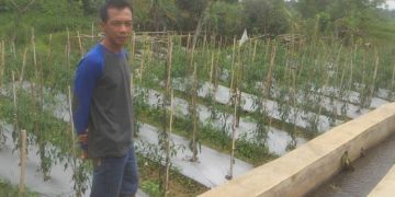 Cerita Petani soal Tengkulak Tembakau di Temanggung