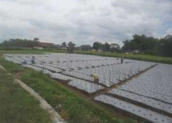 Romantika Petani Tembakau di Temanggung