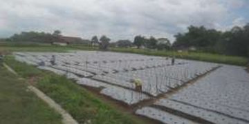 Romantika Petani Tembakau di Temanggung