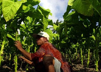 Legislasi Tembakau Aroma Korporasi