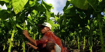 Legislasi Tembakau Aroma Korporasi