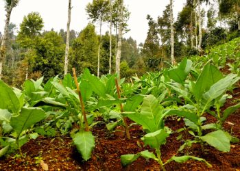 Kala Petani Temanggung Beralih Tanam dari Tembakau ke Kopi dan Sayuran (Bagian 1)