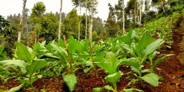 Kala Petani Temanggung Beralih Tanam dari Tembakau ke Kopi dan Sayuran (Bagian 1)