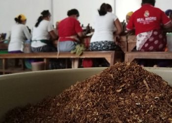 Industri Rokok Bertarung, Anak Mati di Tengah-tengah