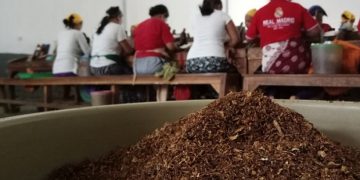 Industri Rokok Bertarung, Anak Mati di Tengah-tengah