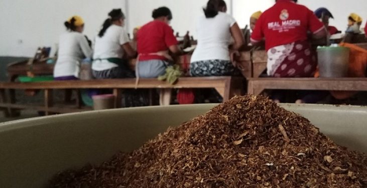 Industri Rokok Bertarung, Anak Mati di Tengah-tengah