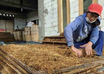 Forestalling, Tambah Penerimaan Pajak Versus Dampak Buruk Kesehatan