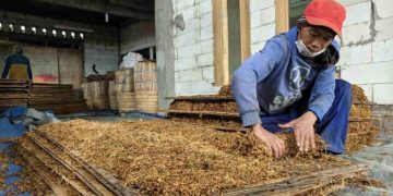 Forestalling, Tambah Penerimaan Pajak Versus Dampak Buruk Kesehatan