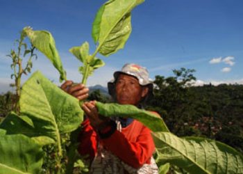 Revisi Regulasi Pengendalian Tembakau: Antara Industri dan Kesehatan