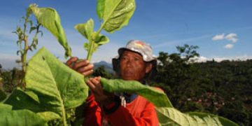 Revisi Regulasi Pengendalian Tembakau: Antara Industri dan Kesehatan