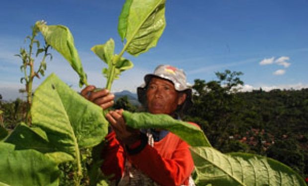 Revisi Regulasi Pengendalian Tembakau: Antara Industri Dan Kesehatan ...