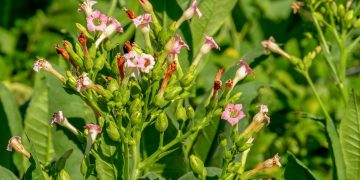 Tak Kompak Hadapi Regulasi Tembakau