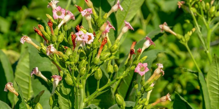 Tak Kompak Hadapi Regulasi Tembakau