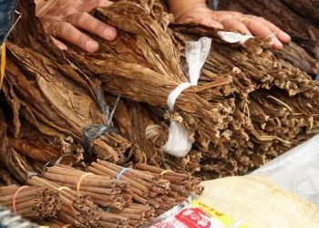 Tarik Ulur RUU Pertembakauan, Ada Intervensi Korporasi?