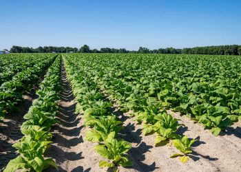 Mengenal Green Tobacco Sickness yang Mengancam Petani Tembakau