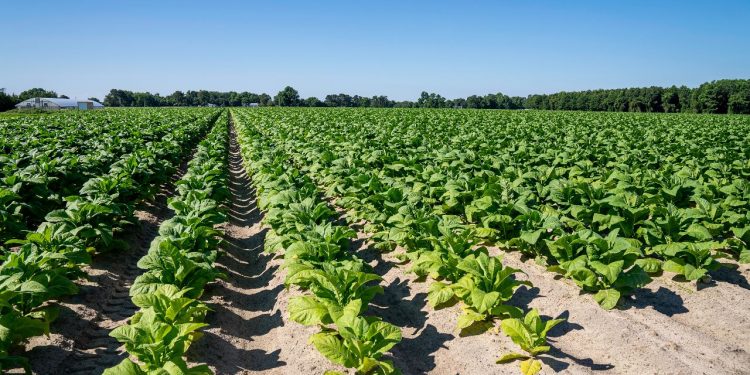 Mengenal Green Tobacco Sickness yang Mengancam Petani Tembakau