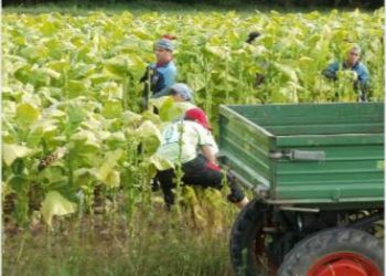 Siapakah Pembunuh Petani Tembakau Sebenarnya?