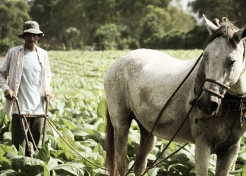 Petani Tembakau Abaikan Risiko Green Tobacco Sickness