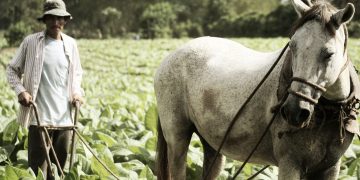 Petani Tembakau Abaikan Risiko Green Tobacco Sickness