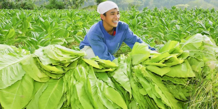 Siapakah Pembunuh Petani Tembakau Sebenarnya?