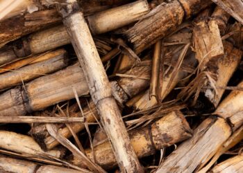 Dilema Biomassa Sebagai Energi Terbarukan untuk Industri Fashion