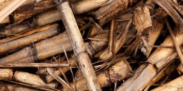 Dilema Biomassa Sebagai Energi Terbarukan untuk Industri Fashion