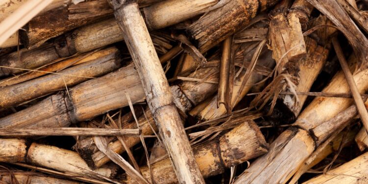 Dilema Biomassa Sebagai Energi Terbarukan untuk Industri Fashion