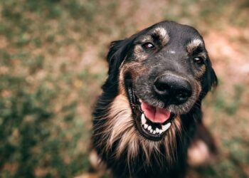 Komitmen Kalbe Farma Atasi Kasus Rabies