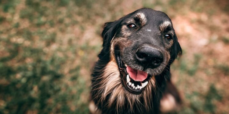 Komitmen Kalbe Farma Atasi Kasus Rabies