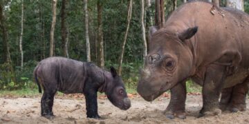 Kabar Baik, Tiga Ekor Badak Sumatera Lahir di Taman Nasional Way Kambas