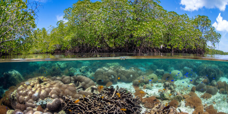 PEMILU 2024: Generasi Z Utamakan Masalah Lingkungan Hidup