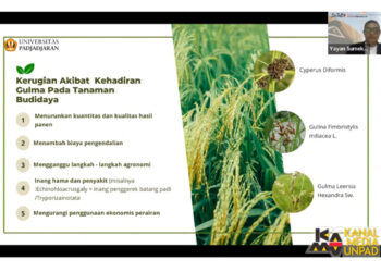 Guru Besar Fakultas Pertanian Unpad Prof. Yayan Sumekar menjadi pembicara pada diskusi Satu Jam Berbincang Ilmu (Sajabi) “Pengelolaan Gulma untuk Produktivitas Tanaman Pangan” yang diselenggarakan Dewan Profesor Unpad secara daring, Sabtu (23/3/2024). Dok. Hasil Tangkapan Layar Humas Unpada
