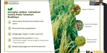 Guru Besar Fakultas Pertanian Unpad Prof. Yayan Sumekar menjadi pembicara pada diskusi Satu Jam Berbincang Ilmu (Sajabi) “Pengelolaan Gulma untuk Produktivitas Tanaman Pangan” yang diselenggarakan Dewan Profesor Unpad secara daring, Sabtu (23/3/2024). Dok. Hasil Tangkapan Layar Humas Unpada
