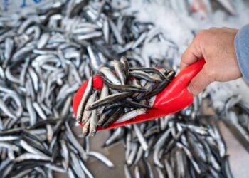 Ini Manfaat Kesehatan Konsumsi Ikan Teri