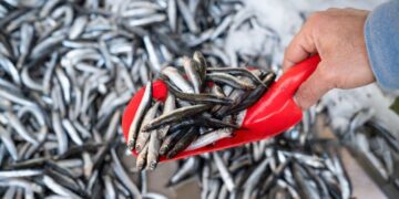 Ini Manfaat Kesehatan Konsumsi Ikan Teri