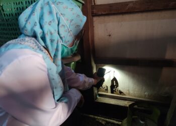Menyisir Jejak Tikus dan Ancaman Leptospirosis di Demak