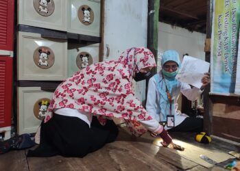 Menyisir Jejak Tikus dan Ancaman Leptospirosis di Demak