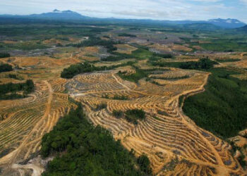 INDONESIA GELAP: Ancaman Krisis Iklim dan Ekonomi Akibat Deforestasi 