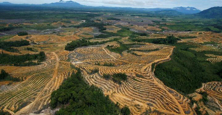 INDONESIA GELAP: Ancaman Krisis Iklim dan Ekonomi Akibat Deforestasi