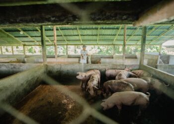 Sulut Bisa Jadi Teladan Lawan Demam Babi Afrika