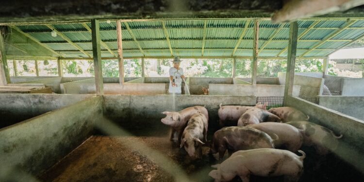 Sulut Bisa Jadi Teladan Lawan Demam Babi Afrika