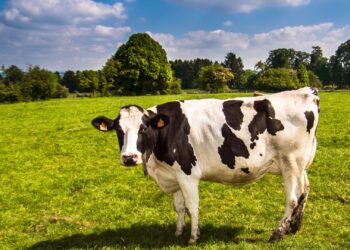 Mastitis Ancam Kesehatan dan Kualitas Susu