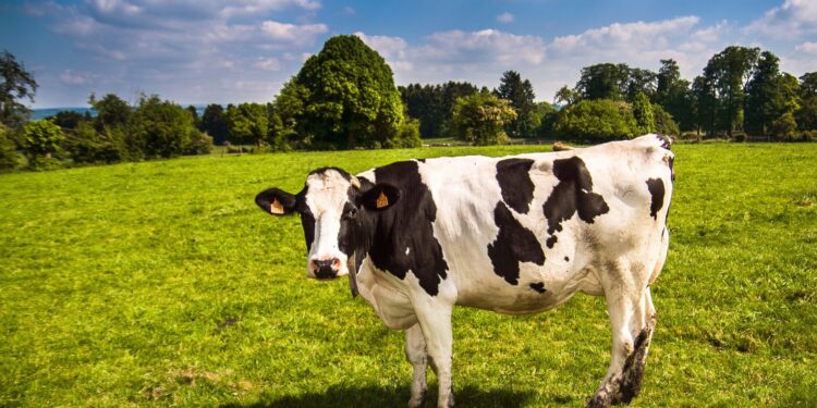 Mastitis Ancam Kesehatan dan Kualitas Susu