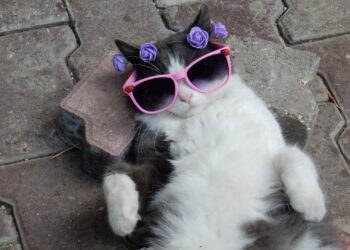 Kucing peliharaan. (Sumber foto: Canva/2025)