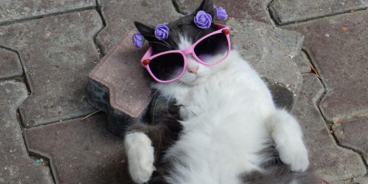 Kucing peliharaan. (Sumber foto: Canva/2025)