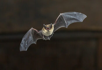 Jangan Anggap Enteng Penularan Global Virus Nipah