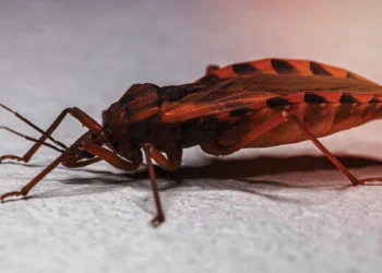 Apa Penyakit Chagas atau Tripanosomiasis Amerika?