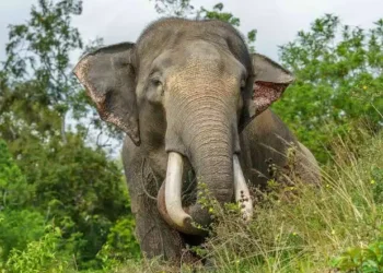 Krisis di Koridor Gajah Sumatera, Perambahan Hutan Demi Kebun Sawit
