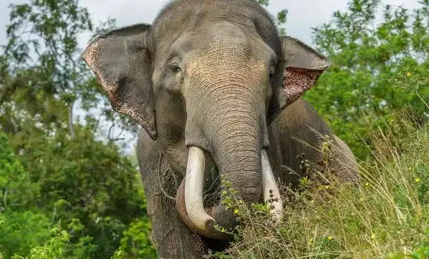 Krisis di Koridor Gajah Sumatera, Perambahan Hutan Demi Kebun Sawit